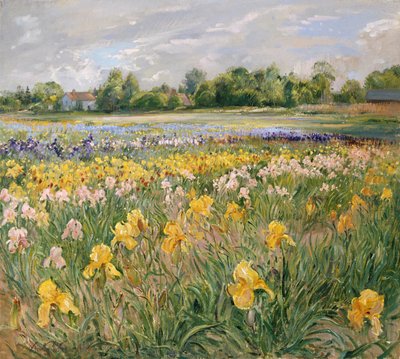 Cottages and Iris Field by Timothy Easton